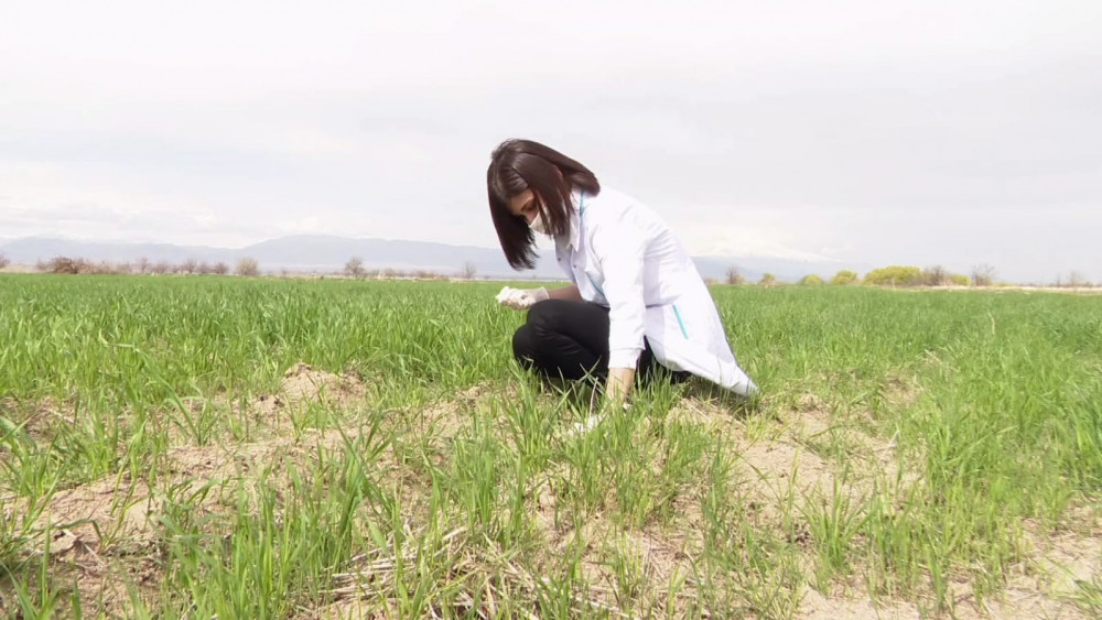 Naxçıvanda taxıl və yonca sahələrində gəmiricilərin yayılma sıxlığının monitorinqi aparılır<font color=red> - FOTOLAR</font>