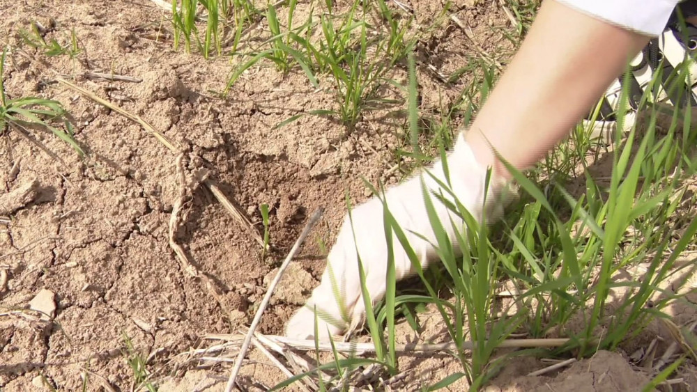 Naxçıvanda taxıl və yonca sahələrində gəmiricilərin yayılma sıxlığının monitorinqi aparılır<font color=red> - FOTOLAR</font>