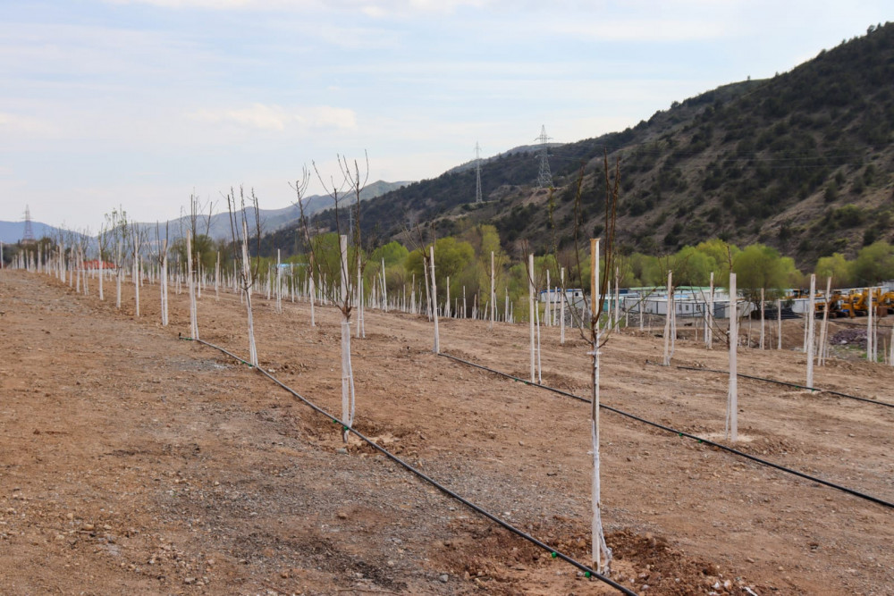 Laçının “Bəylik Bağları”nda ağacəkmə aksiyası<font color=red> - FOTOLAR</font>