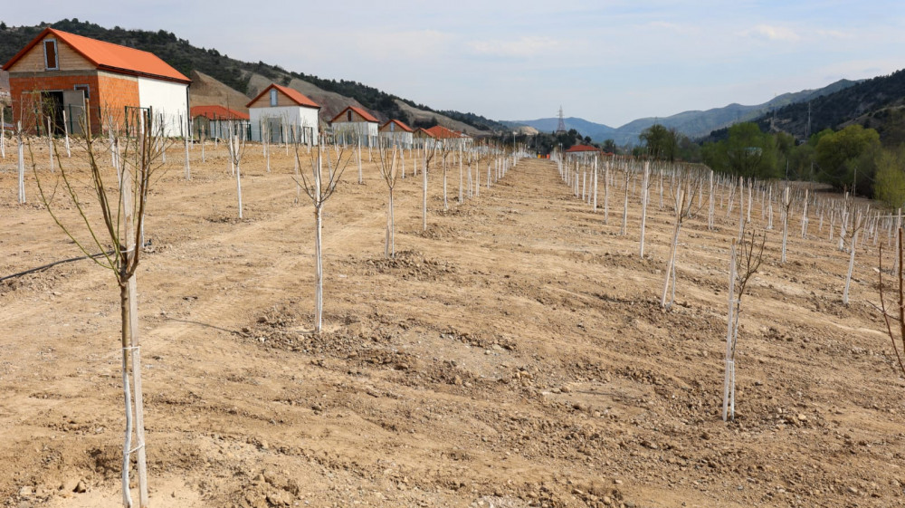 Laçının “Bəylik Bağları”nda ağacəkmə aksiyası<font color=red> - FOTOLAR</font>