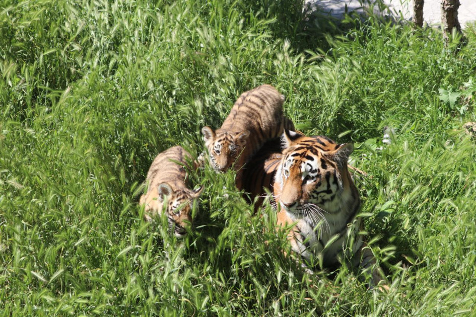Bakı Zooloji Parkında Amur pələngi balaları dünyaya gəlib<font color=red> - FOTOLAR</font>