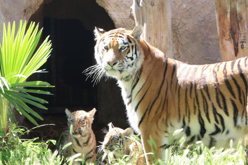 Bakı Zooloji Parkında Amur pələngi balaları dünyaya gəlib<font color=red> - FOTOLAR</font>