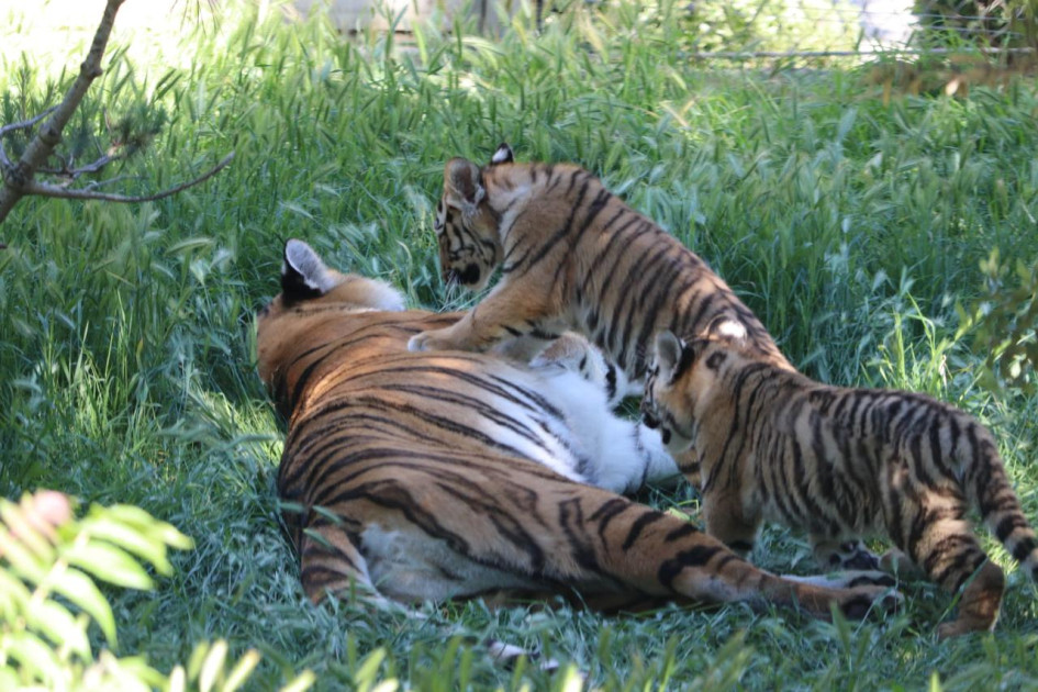 Bakı Zooloji Parkında Amur pələngi balaları dünyaya gəlib<font color=red> - FOTOLAR</font>