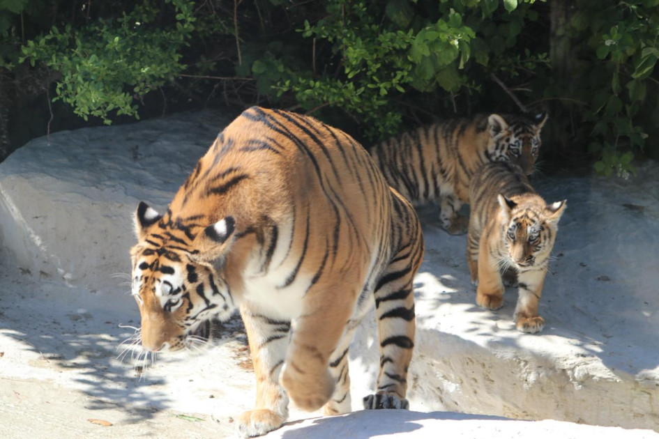 Bakı Zooloji Parkında Amur pələngi balaları dünyaya gəlib<font color=red> - FOTOLAR</font>