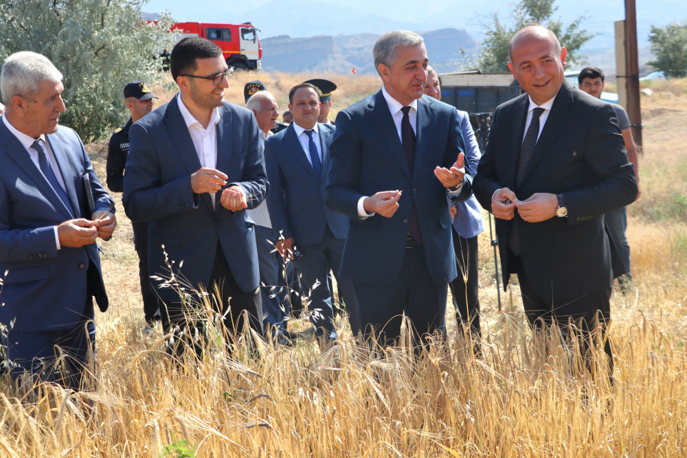 Naxçıvanda taxıl biçininə start verilib<font color=red> - FOTOLAR</font>