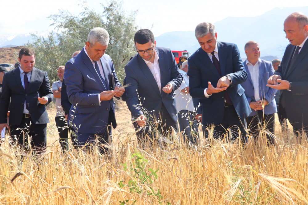 Naxçıvanda taxıl biçininə start verilib<font color=red> - FOTOLAR</font>