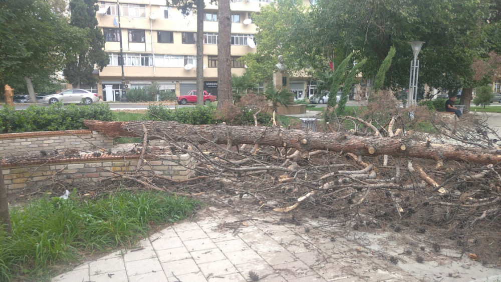 Güclü külək Gəncədə ağacı aşırıb<font color=red> - FOTOLAR</font>