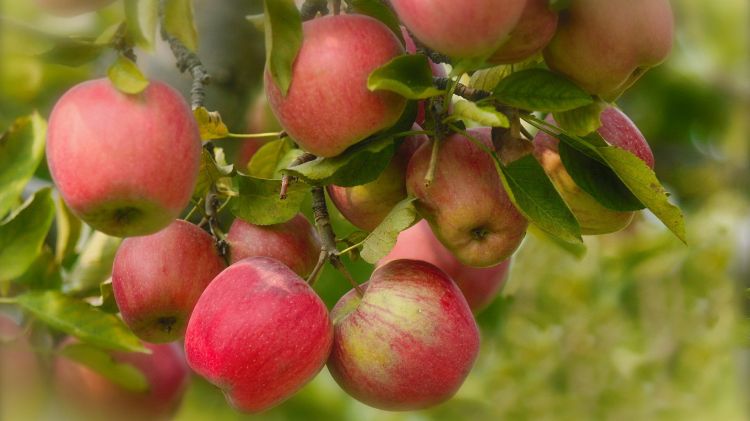 Bir çox xəstəliklərin sağalmasında alma meyvəsindən istifadə etmənin faydaları