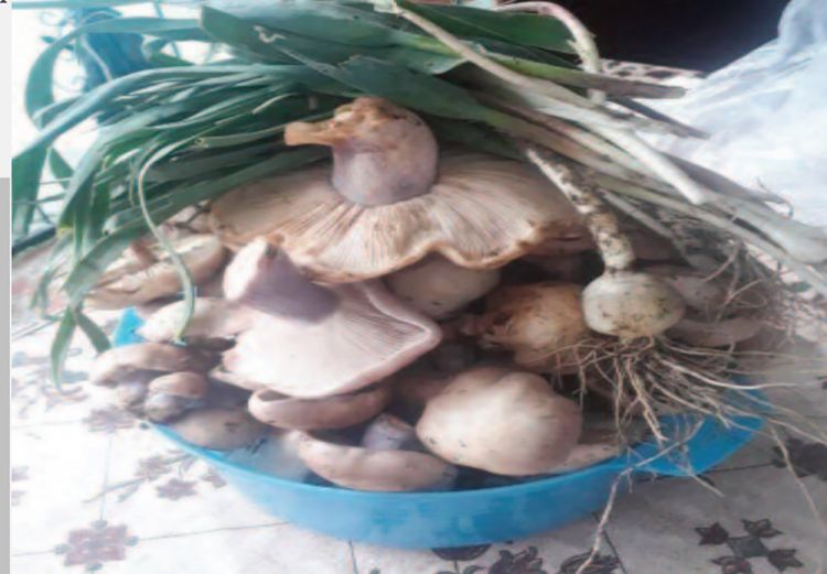 Təbiətin canlı səltənəti - göbələklər