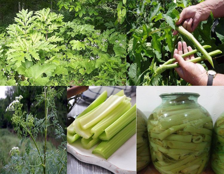 Dağların, dərələrin bənzərsiz neməti – Baldırğan