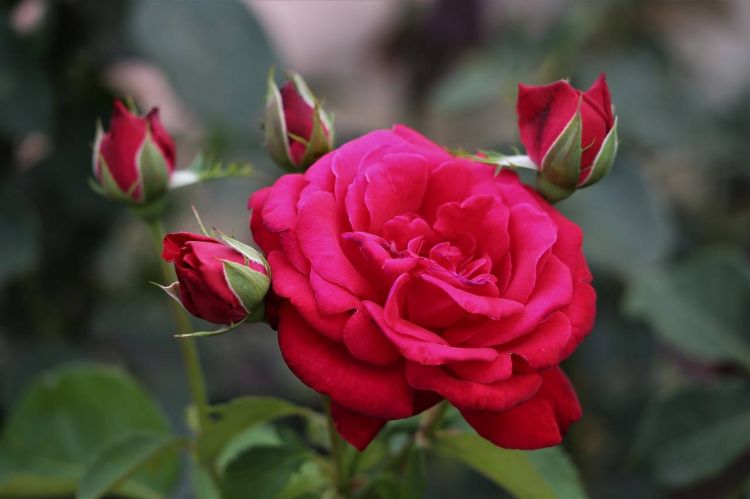 Güllərin şahı qızılgül