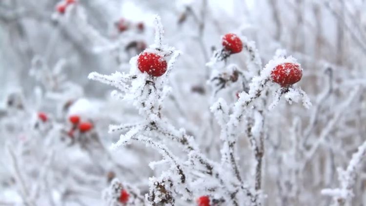 Naxçıvanda sabaha olan hava proqnozu