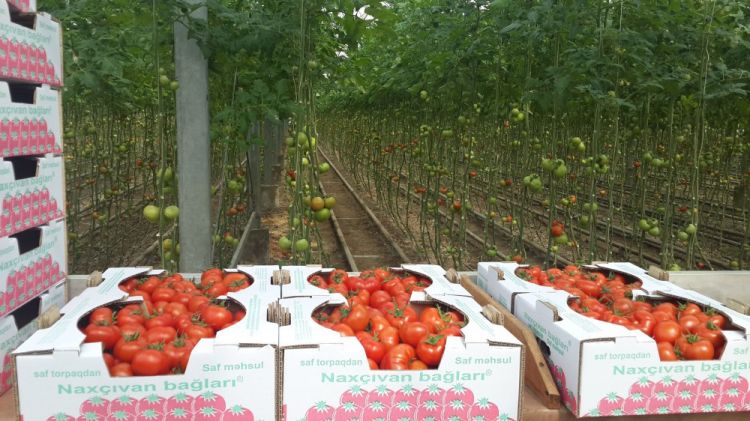 Naxçıvanda kənd təsərrüfatı məhsullarının istehsalı 3,5 faiz artıb