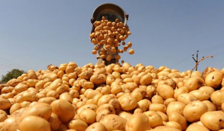 Son bir ayda muxtar respublikaya 727 ton toxumluq kartof gətirilib