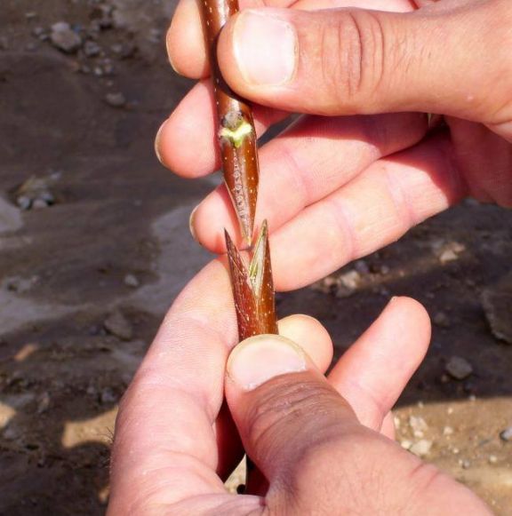 Yaz calağının vurulma qaydaları və müddəti