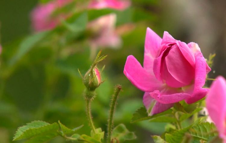 Yazın xoş ətirli bitkisi qızılgülün faydaları