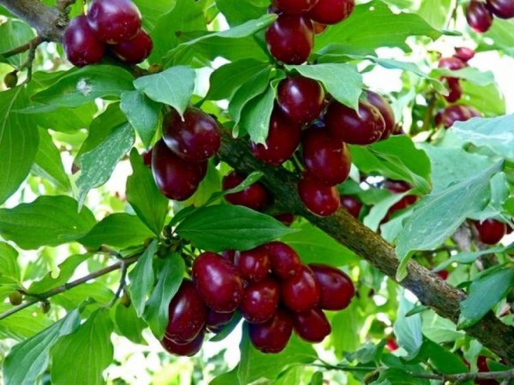Soyuqdəyməyə qarşı ən yaxşı vasitə