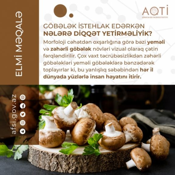 Göbələklərin istehlakı fiziki və zehni yorğunluğu, eləcə də stresi aradan qaldırır