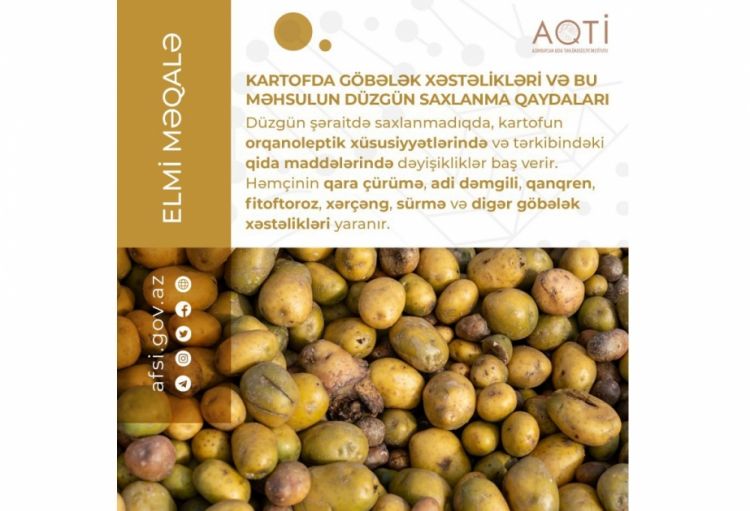 Kartofda göbələk xəstəlikləri və məhsulun düzgün saxlanılma qaydaları