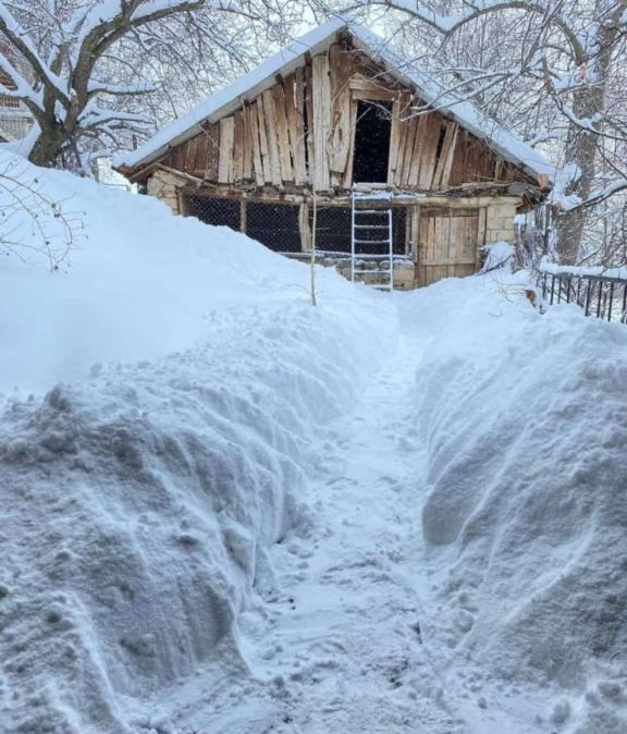 Ağ örpəyə bürünən Kükü<font color=red> - FOTOLAR</font>