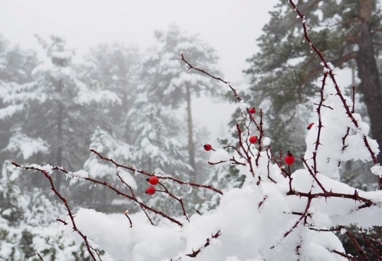 Naxçıvanda sabaha olan hava proqnozu