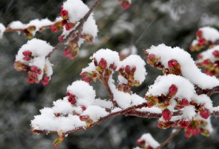 Naxçıvanda mart ayının hava proqnozu açıqlanıb