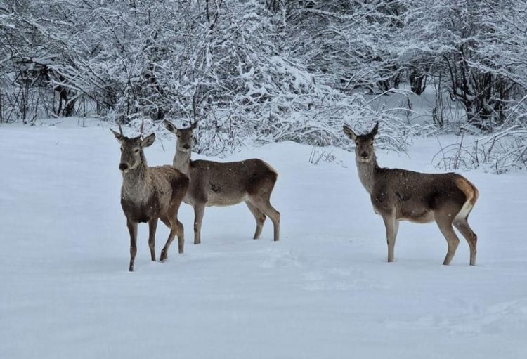 Ümumdünya Vəhşi Təbiət Günü ərəfəsində BMT Planetin biomüxtəlifliyini qorumağa çağırıb