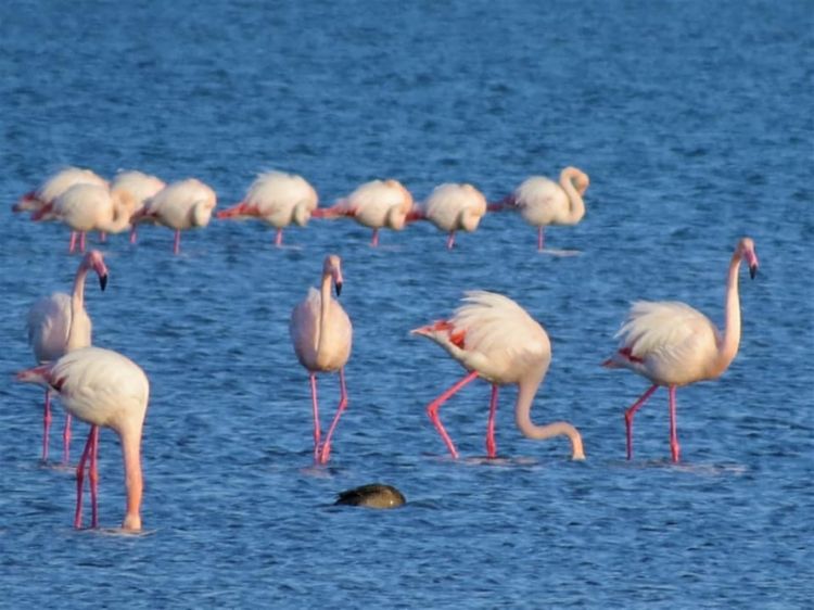 Bu gün Ümumdünya Vəhşi Təbiət Günüdür