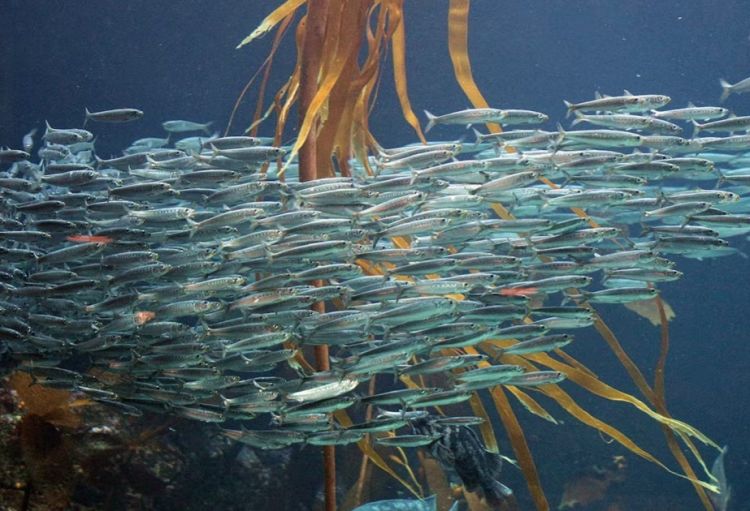 Okeanların mühafizəsi ilə bağlı onillik danışıqlar nəticəsində tarixi razılaşma əldə edilib