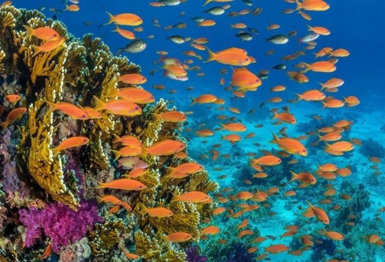 BMT-yə üzv ölkələr beynəlxalq sularda dəniz biomüxtəlifliyinin mühafizəsi barədə tarixi razılaşma əldə ediblər