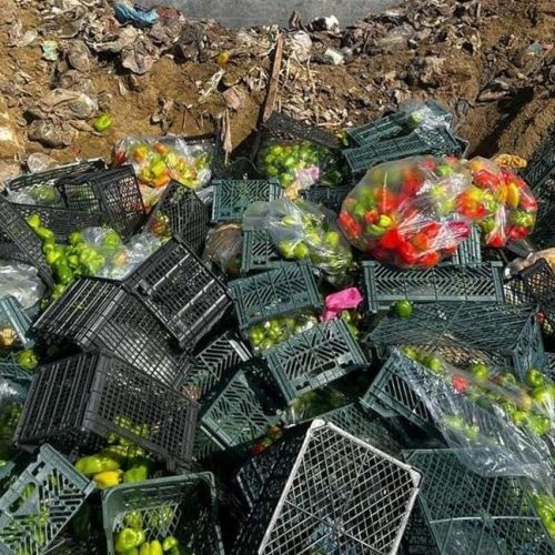 İrandan idxal edilən portağal və bibər məhsullarında karantin tətbiq olunan zərərli orqanizm aşkarlanıb<font color=red> - FOTOLAR</font>