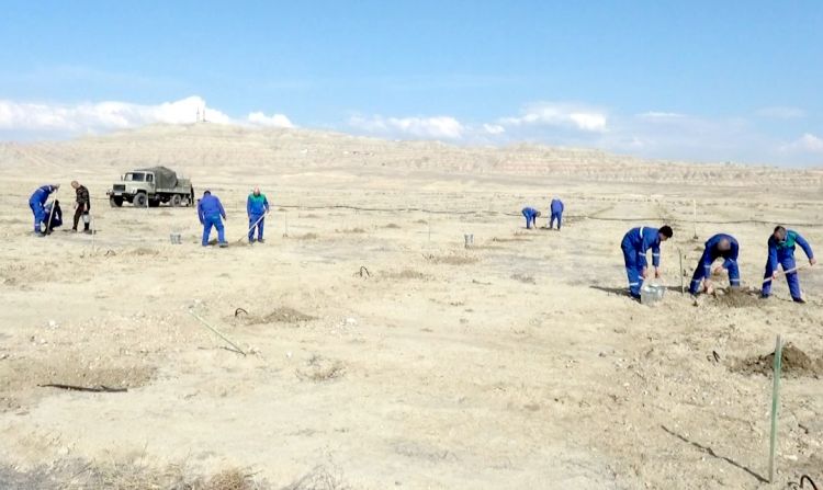 Bu il Naxçıvanda 190 hektar sahədə meyvə bağları, yaşıllıqlar salınacaq<font color=red> - FOTOLAR</font>