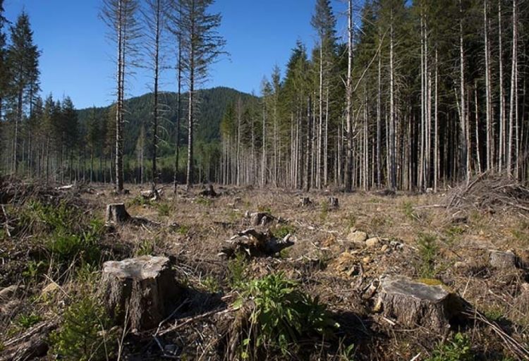 Dünyada 2001-ci ildən bəri dağlıq ərazilərdəki meşələrin sahəsi 7 faiz azalıb