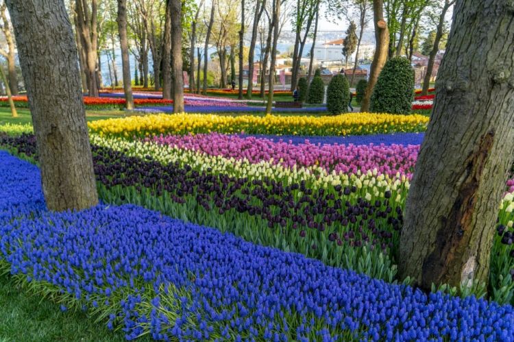 İstanbul məşhur lalə mövsümünə hazırdır<font color=red> - FOTOLAR</font>