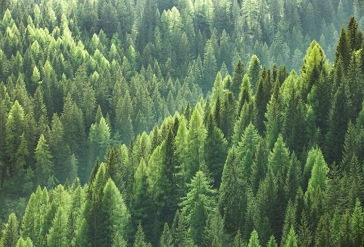 Alimlər: Qlobal istiləşmə ağacların vegetasiya dövrünü uzadıb