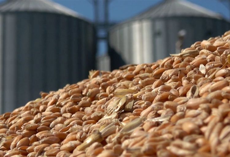 Ukraynadan rüsumsuz taxıl idxalı Bolqarıstanda etirazlar doğurur