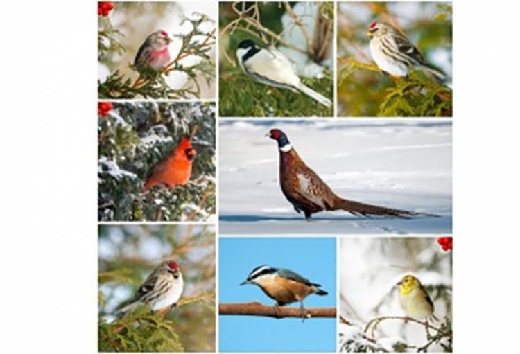 Bu gün Beynəlxalq Quşlar Günüdür