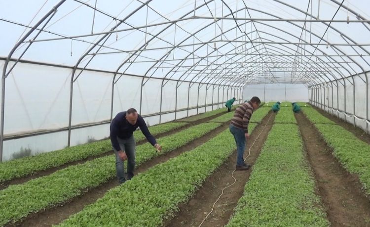 Kəngərlidə tütün əkinlərinə hazırlıq işləri görülür<font color=red> - VİDEO</font>