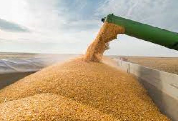Gürcüstan hökuməti buğda ixracına qoyulan qadağanı ləğv edib