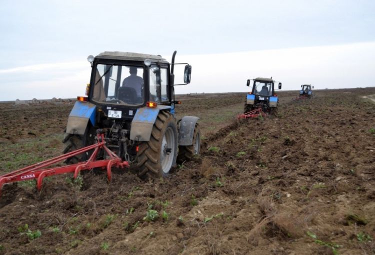 Kəngərlidə yaz əkinləri üçün 111 hektar sahədə şum aparılıb