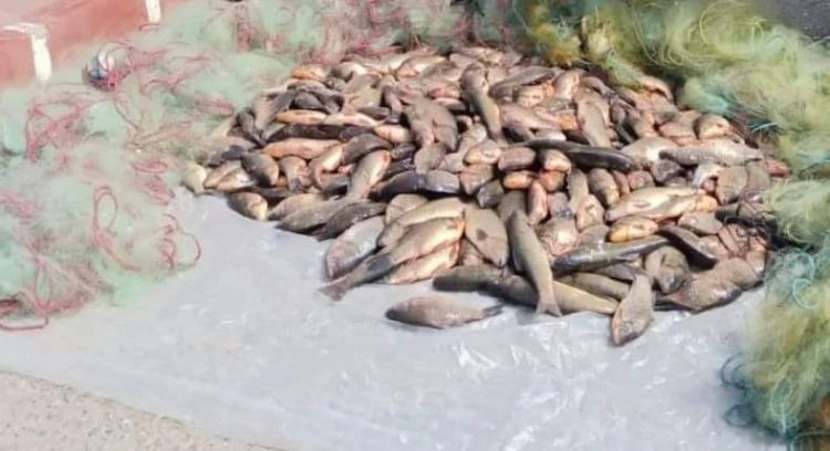 Şərur rayonunda qanunsuz balıq ovlayan şəxslər saxlanılıb<font color=red> - FOTOLAR</font>