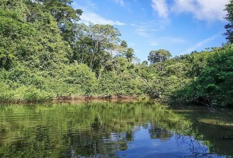 Amazon meşələri hər il 15 milyondan çox xəstəlik halının qarşısını alır