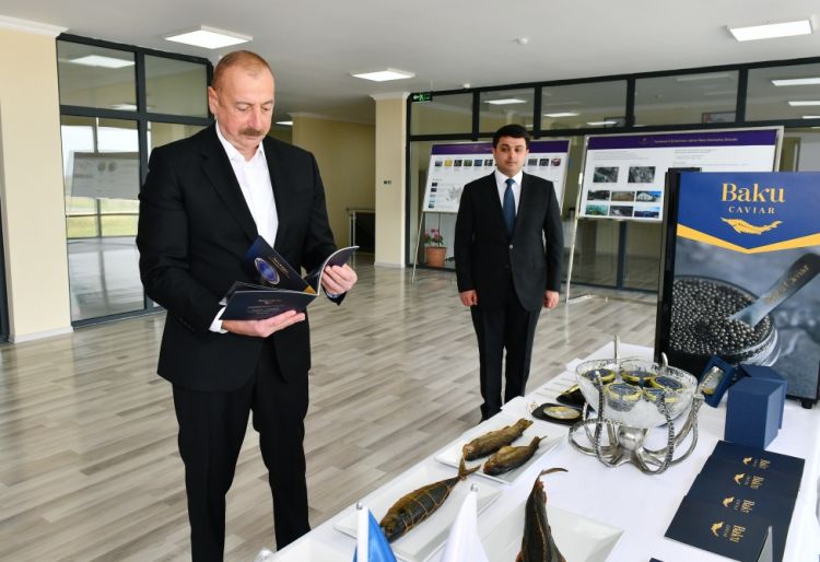 Prezident İlham Əliyev və birinci xanım Mehriban Əliyeva Neftçalanın Yenikənd kəndində “Azerbaijan Fish Farm” MMC-nin Nərə Damazlıq Təsərrüfatında yaradılan şəraitlə tanış olublar <font color='red'> - YENİLƏNİB</font><font color=red> - FOTOLAR</font>