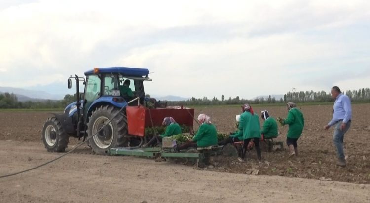 Bu il Şərurda 10 hektar ərazidə tütün əkini aparılacaq<font color=red> - FOTOLAR</font>