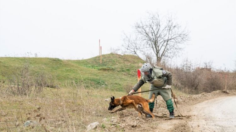 Azərbaycana daha 5 minaaxtaran it gətirilib