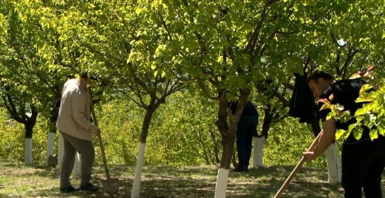 Naxçıvanda ümummilli lider Heydər Əliyevin 100 illik yubileyinə həsr olunmuş təmizlik və yaşıllıqlara qulluq aksiyası keçirilib<font color=red> - FOTOLAR</font>