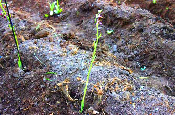 Naxçıvanda xarıbülbül əkilir<font color=red> - FOTOLAR</font>