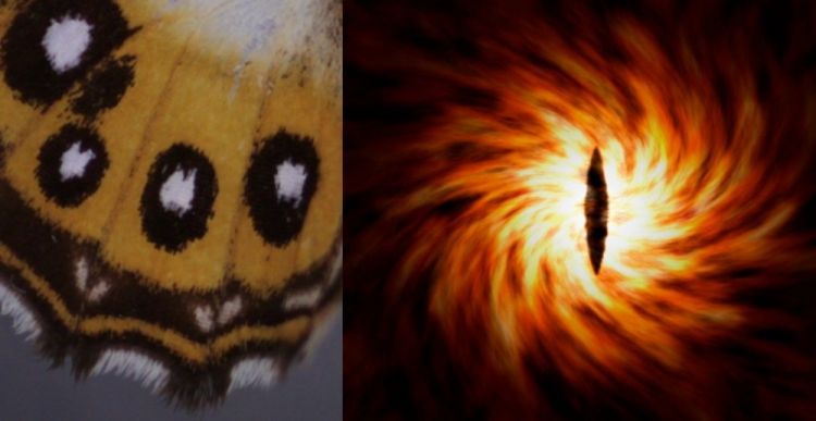 Alimlər yeni kəpənək cinsini "Üzüklərin hökmdarı"ndan Sauronun şərəfinə adlandırıblar