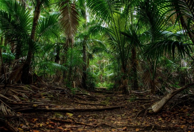 Kolumbiyada təyyarə qəzasından 17 gün sonra dörd uşaq sağ tapılıb