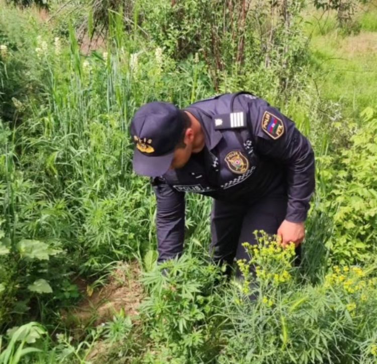Şərurda 10522 ədəd narkotik tərkibli çətənə bitkisi kolu aşkar olunaraq məhv edilib<font color=red> - FOTOLAR</font>
